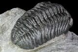 Detailed Morocops Trilobite - Exellent Facets #87582-5